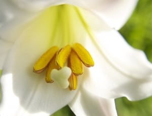 white petal flower thumbnail