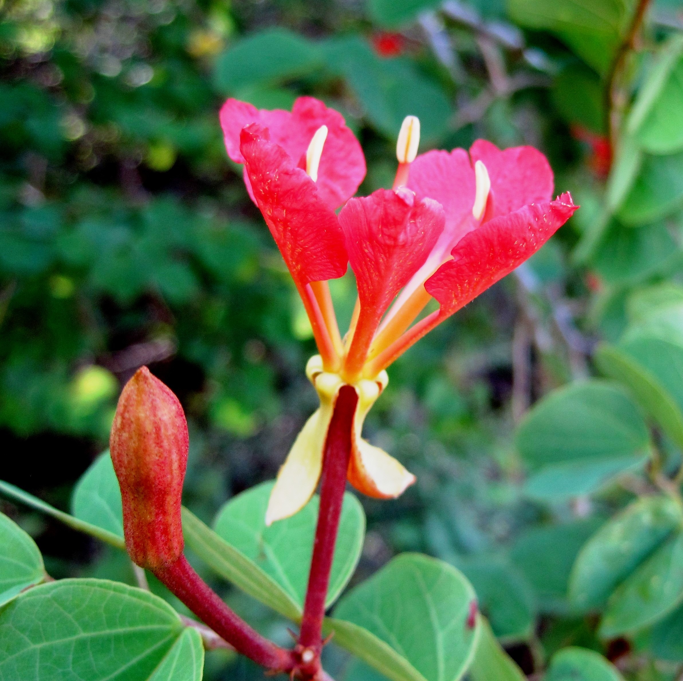 red and yellow petaled flower