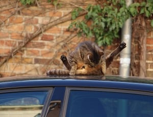 brown tabby cat on car roof during daytime thumbnail