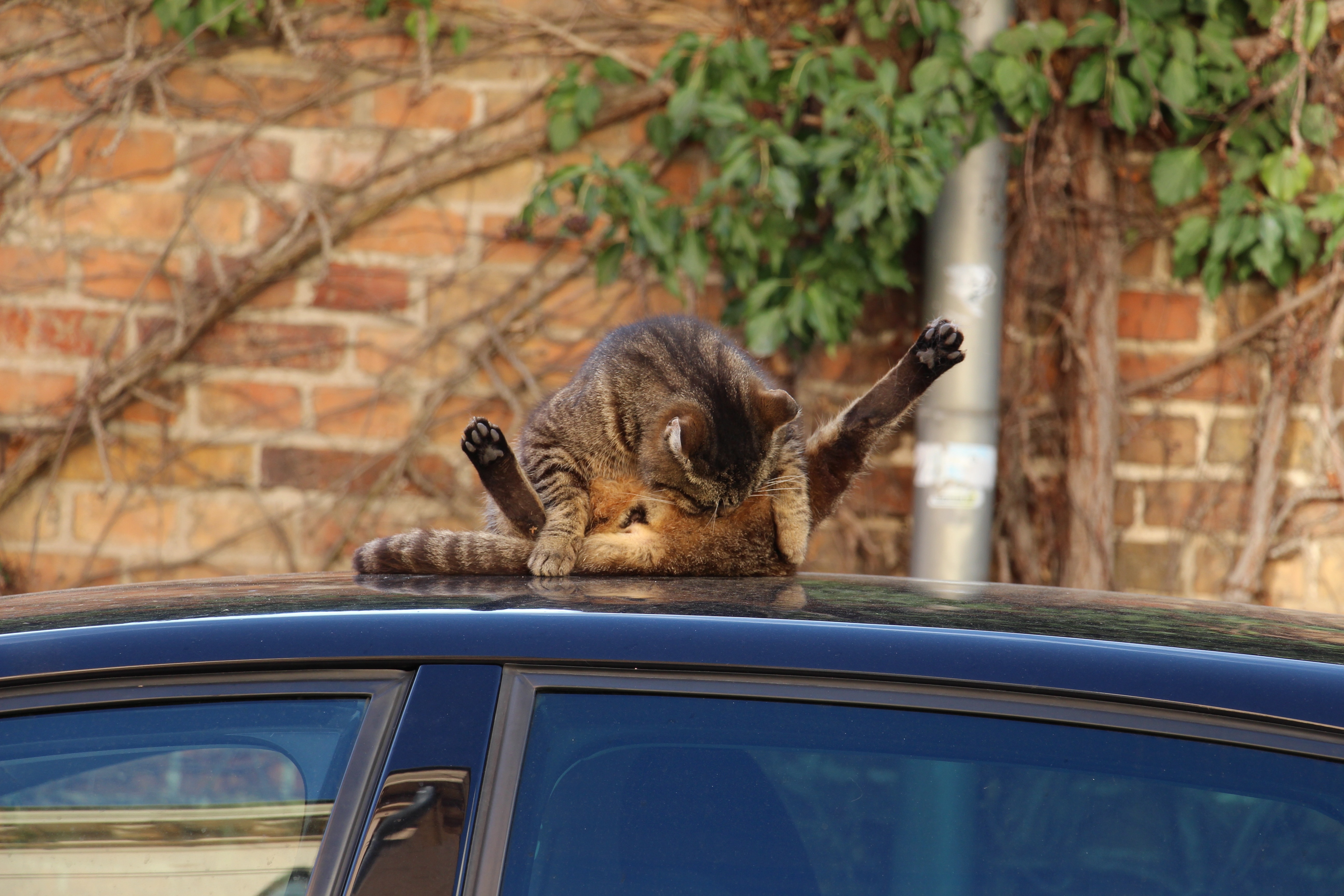 brown tabby cat on car roof during daytime