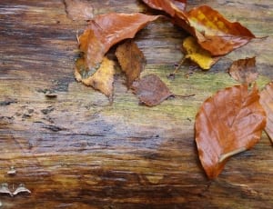beige leaves thumbnail