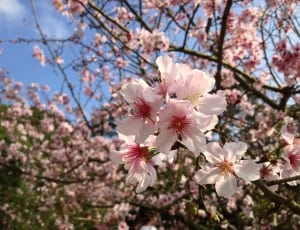 pink cherry blossom thumbnail