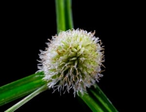 Grass, Weed, Blossom, Bloom, flower, green color thumbnail