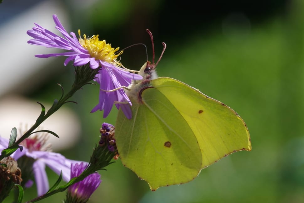 green cabbage butterfly preview