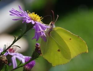 green cabbage butterfly thumbnail
