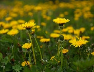 yellow daisies thumbnail
