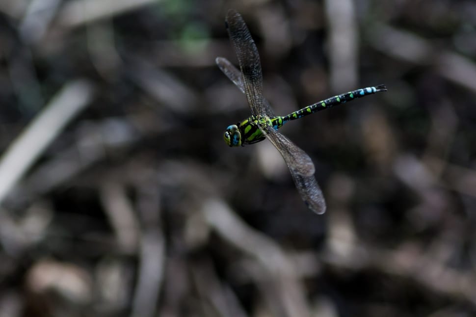 close up photo of Southern Hawker preview