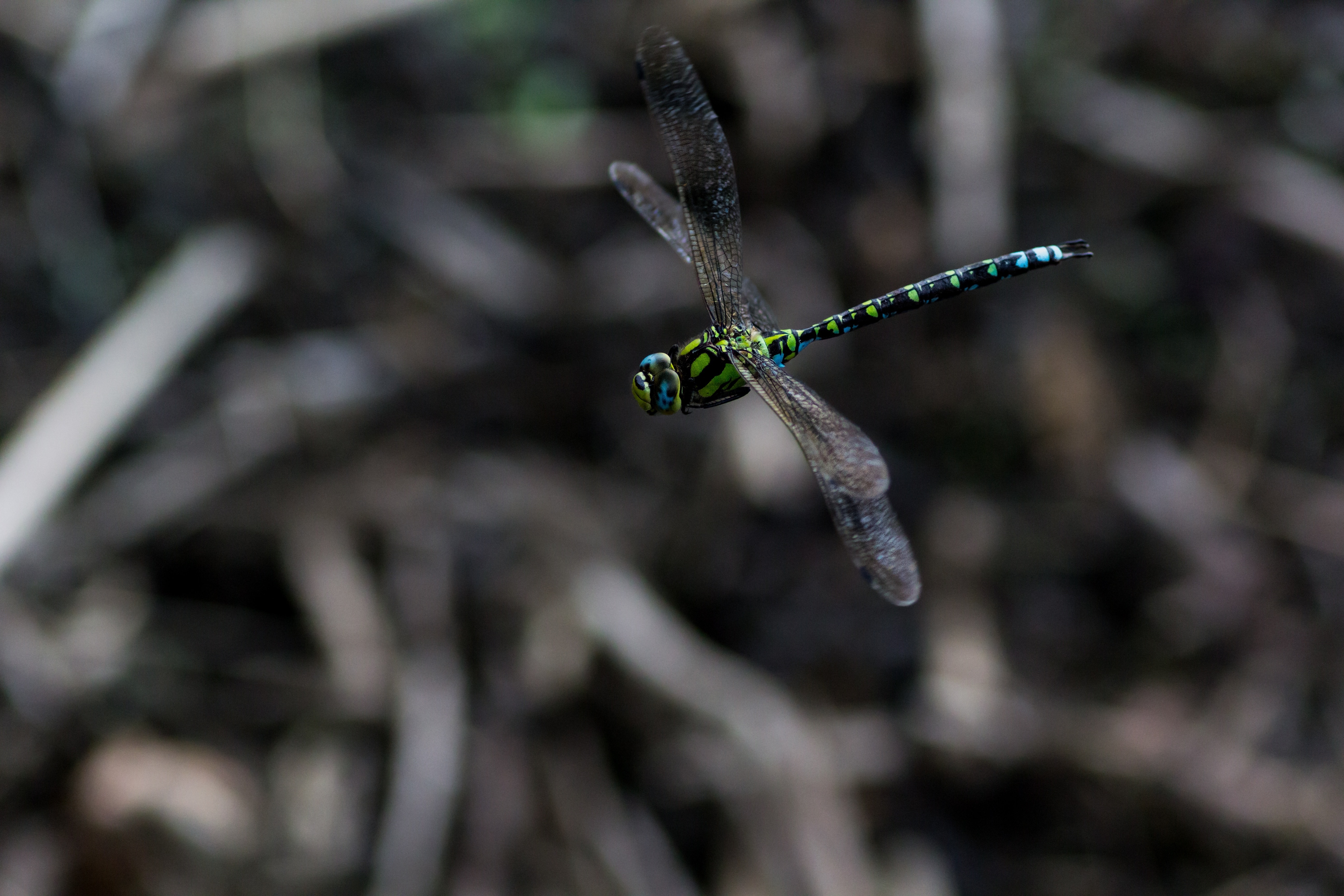 close up photo of Southern Hawker