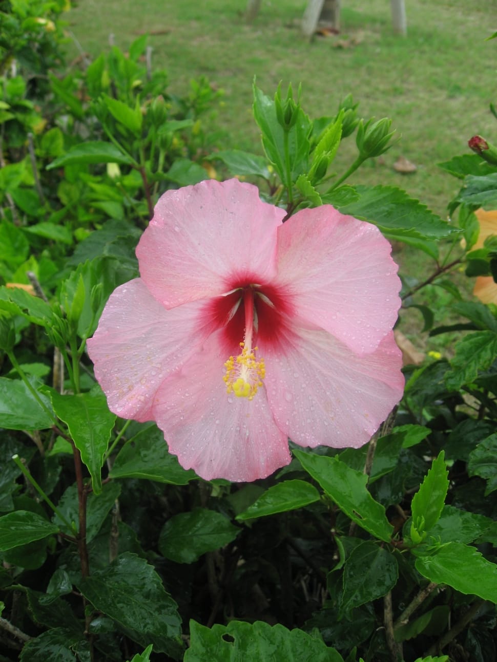 pink hibiscus flower preview