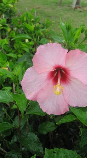 pink hibiscus flower thumbnail