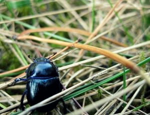 black beetle thumbnail
