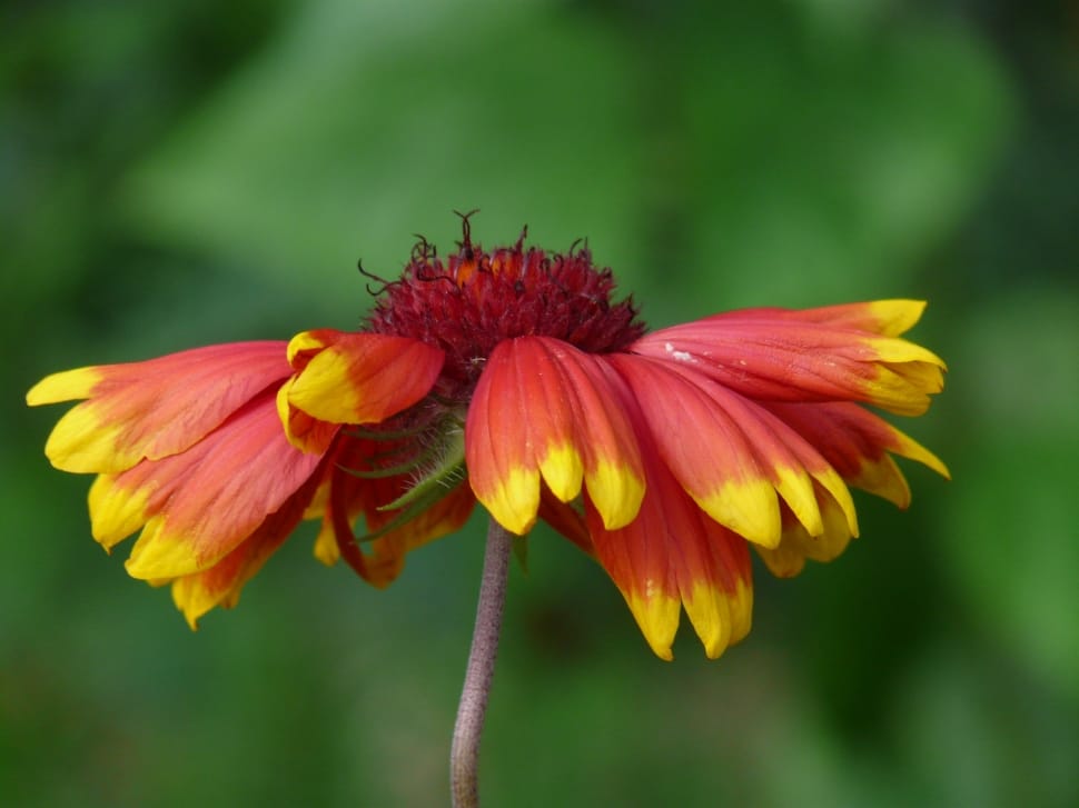 pink yellow blanket flower preview