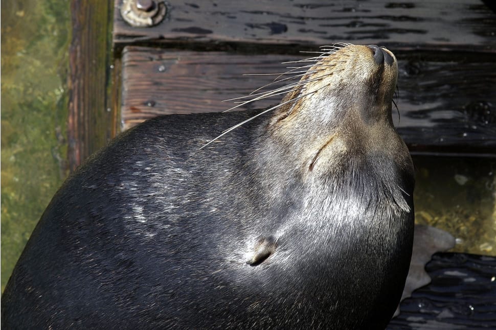 black sea lion on wooden dock preview