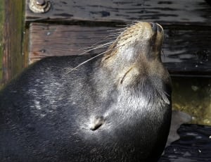 black sea lion on wooden dock thumbnail