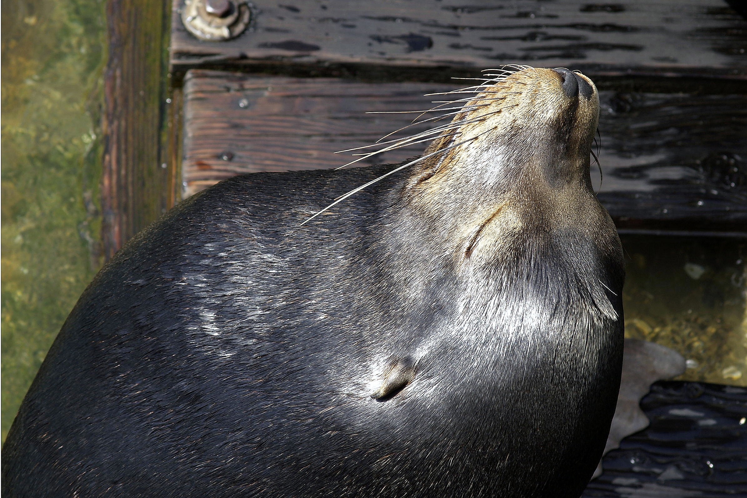 black sea lion on wooden dock