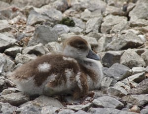 white and brown duckling thumbnail