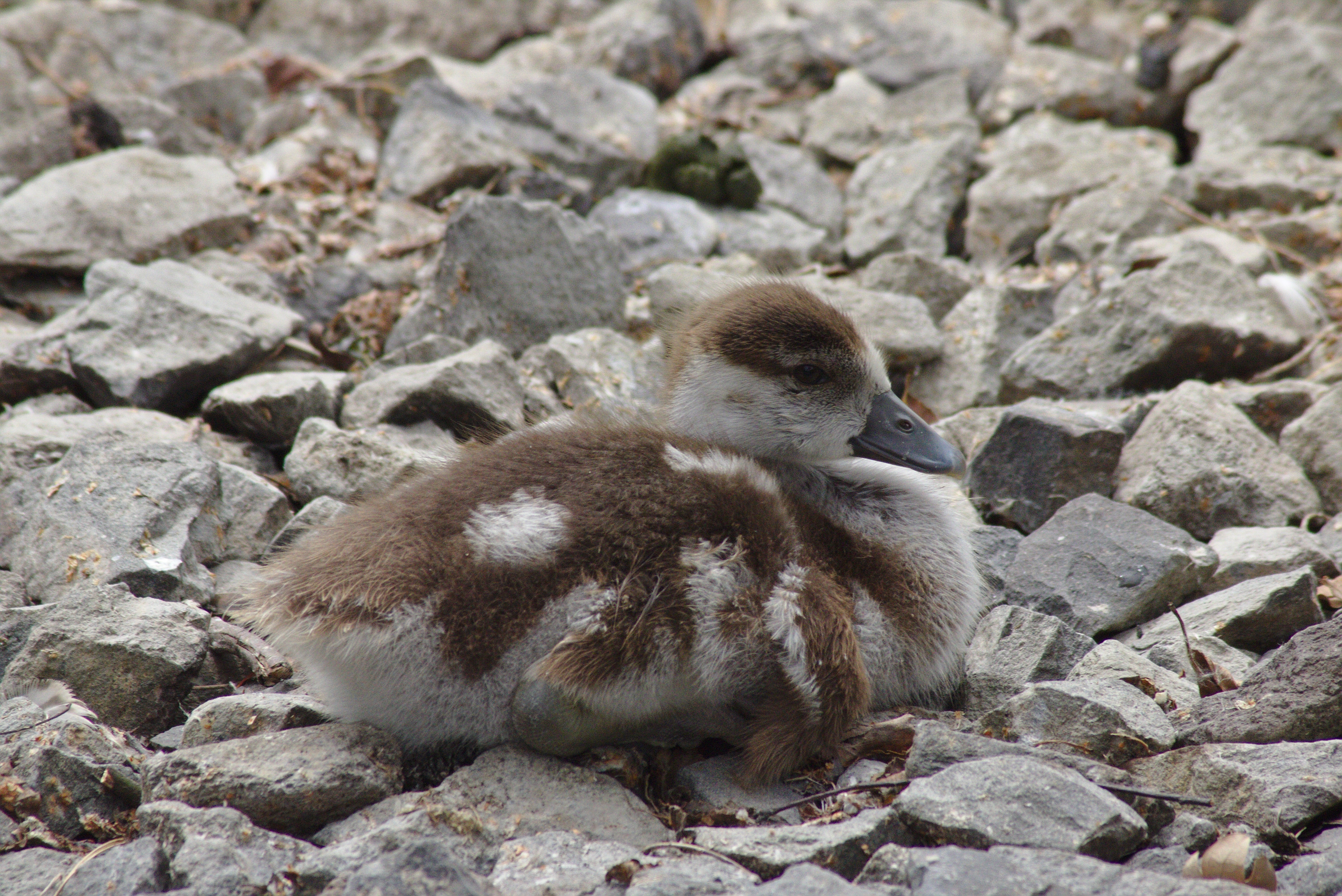white and brown duckling