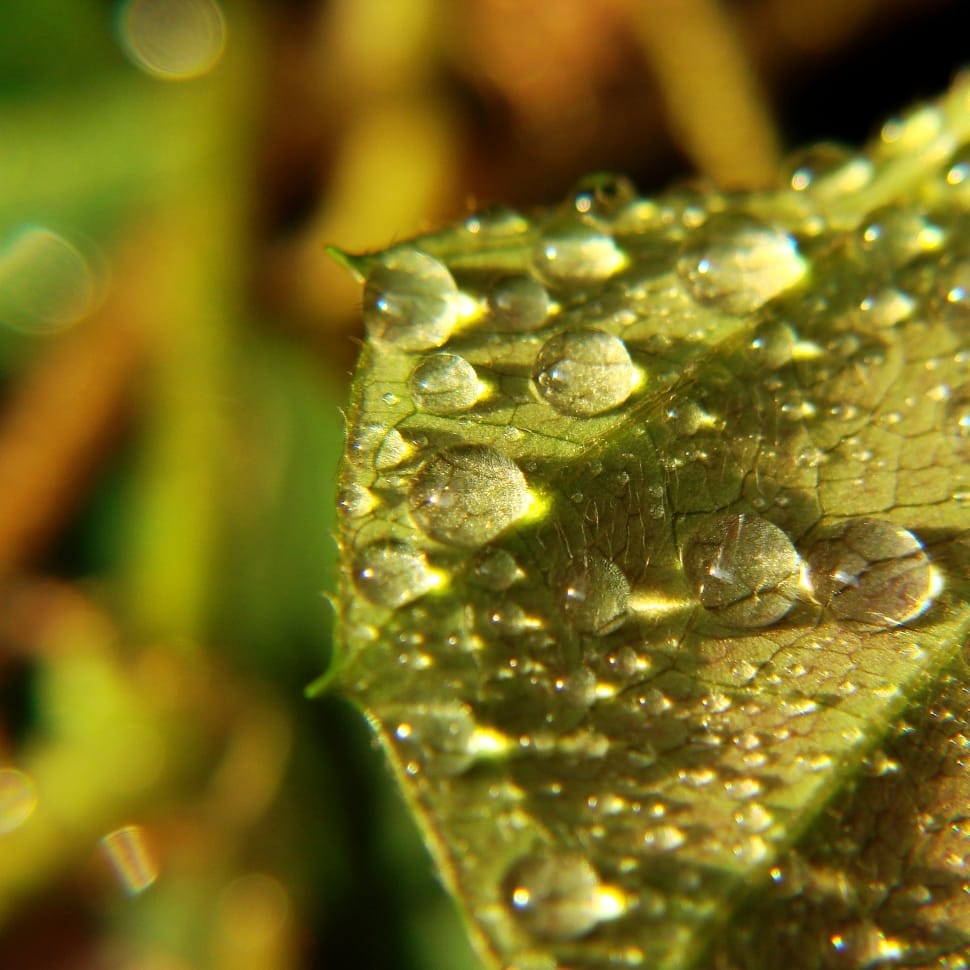 macro photography of green leaf preview