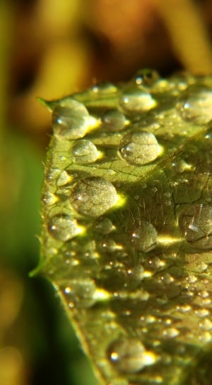 macro photography of green leaf thumbnail