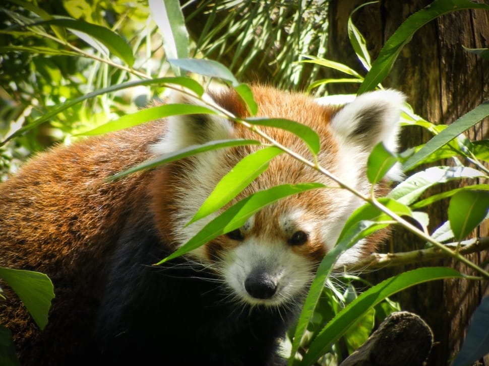 selective focus photography of red panda preview