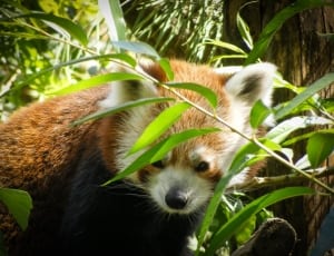 selective focus photography of red panda thumbnail
