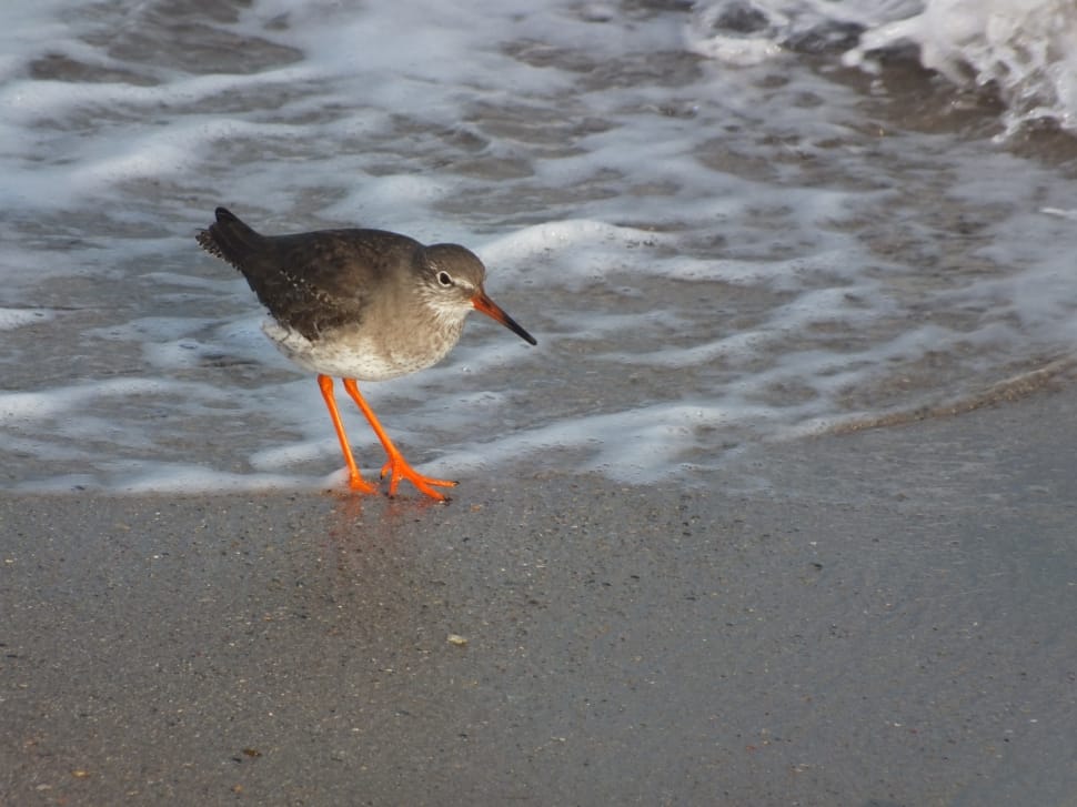 american oystercatcher preview