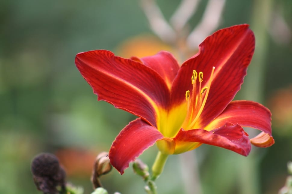 red yellow day lily preview
