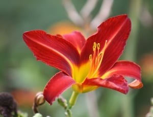 red yellow day lily thumbnail