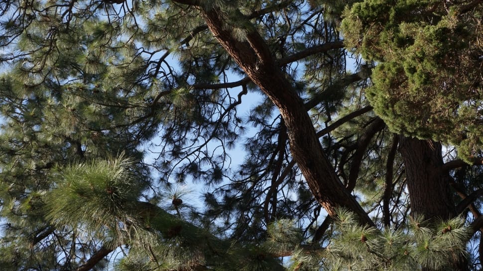 green leaf tree preview