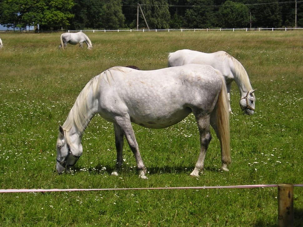 white horse eating grass preview