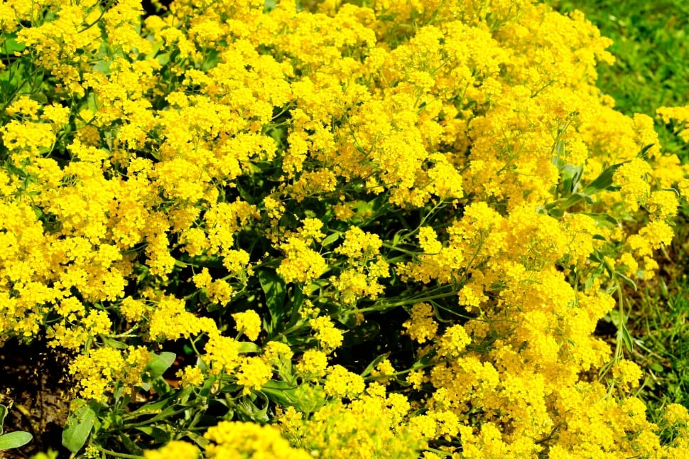 yellow flowers preview