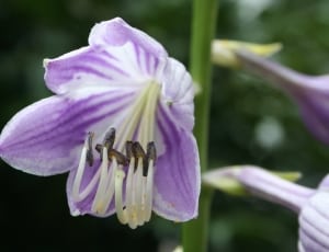 purple and white flower thumbnail