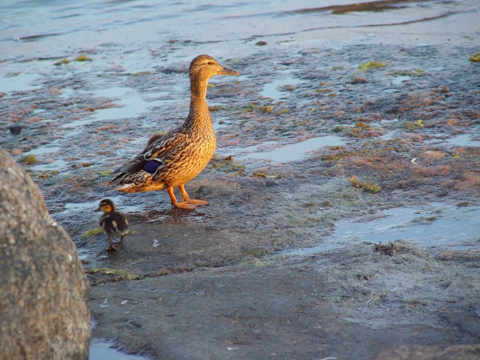 gray duck and duckling preview