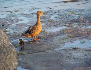 gray duck and duckling thumbnail
