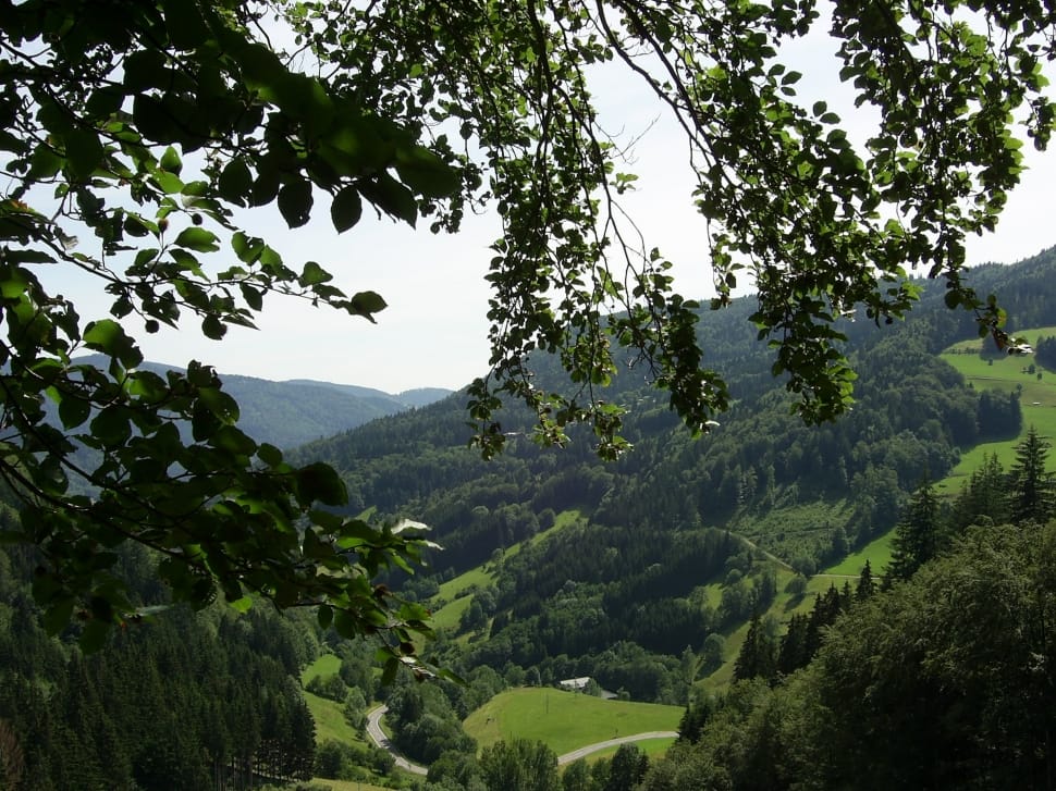 green trees over looking green valley during daytime preview