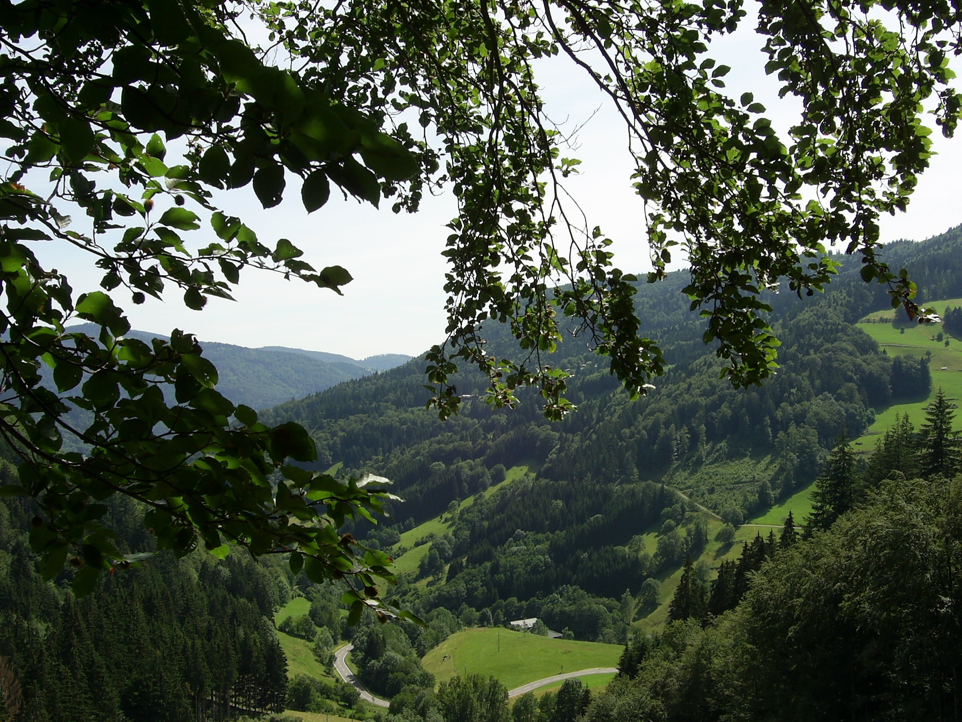 green trees over looking green valley during daytime