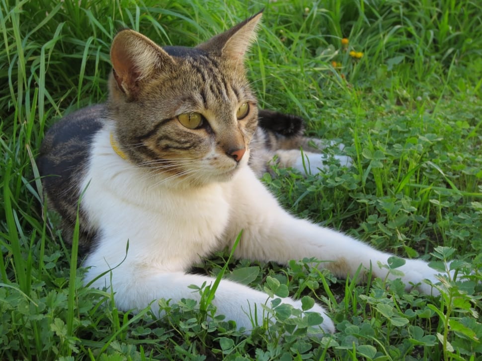 brown and white tabby mix cat on green grass field preview