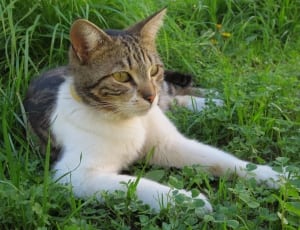 brown and white tabby mix cat on green grass field thumbnail