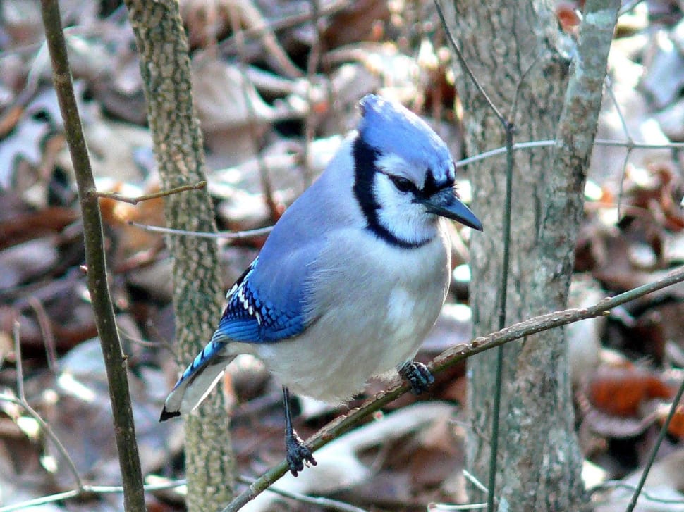 blue jay preview