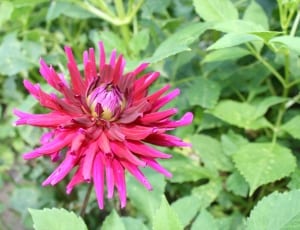 pink and purple petal flower thumbnail