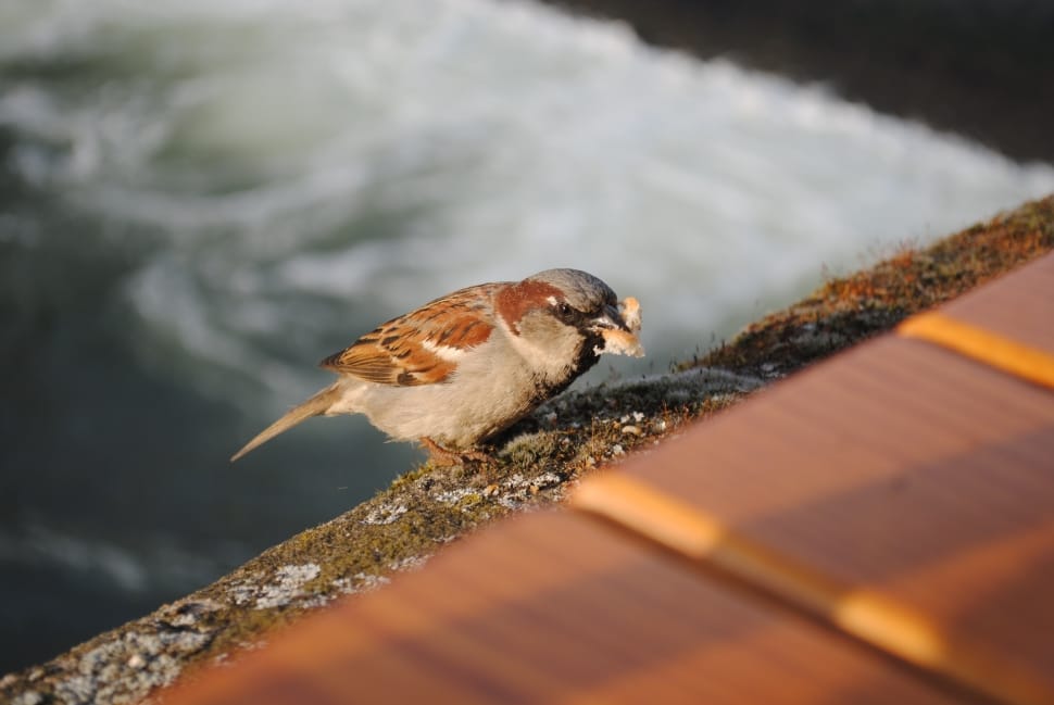 Sparrow, Bird, Bird Seed, Feed, Nature, one animal, animal wildlife preview