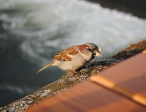 Sparrow, Bird, Bird Seed, Feed, Nature, one animal, animal wildlife thumbnail