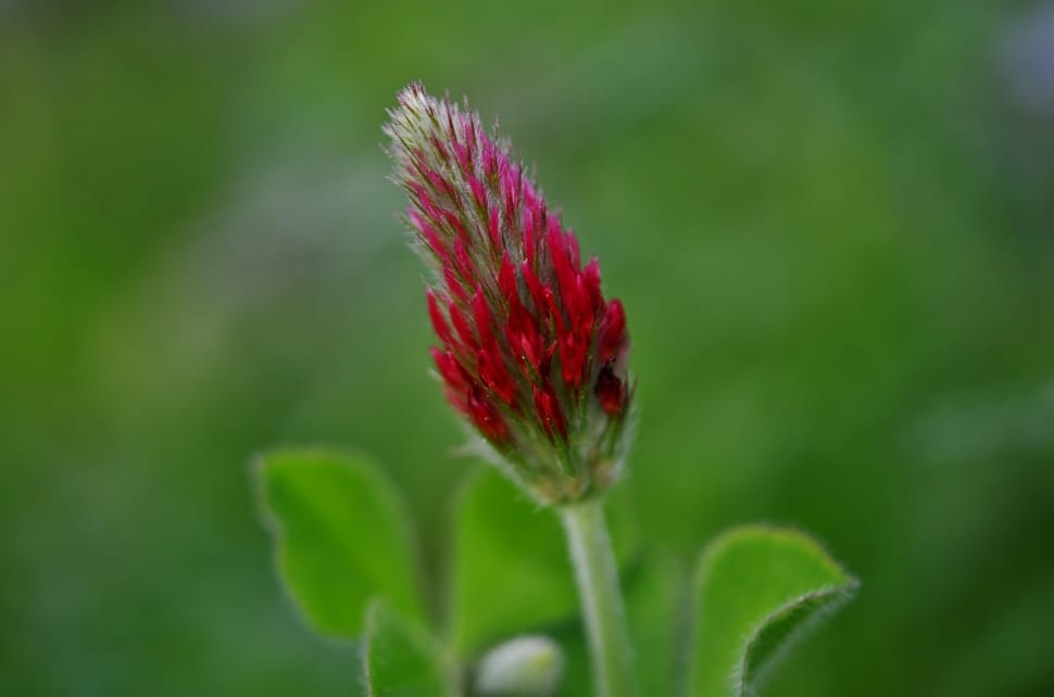 red and green flower buds preview