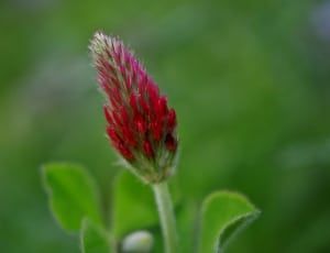 red and green flower buds thumbnail