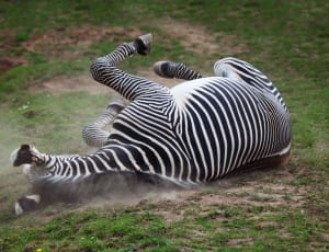 zebra animal thumbnail