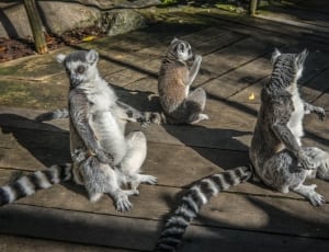 3 lemurs thumbnail