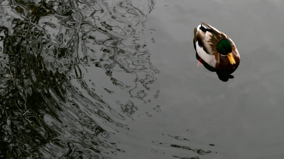 mallard duck on body of water preview