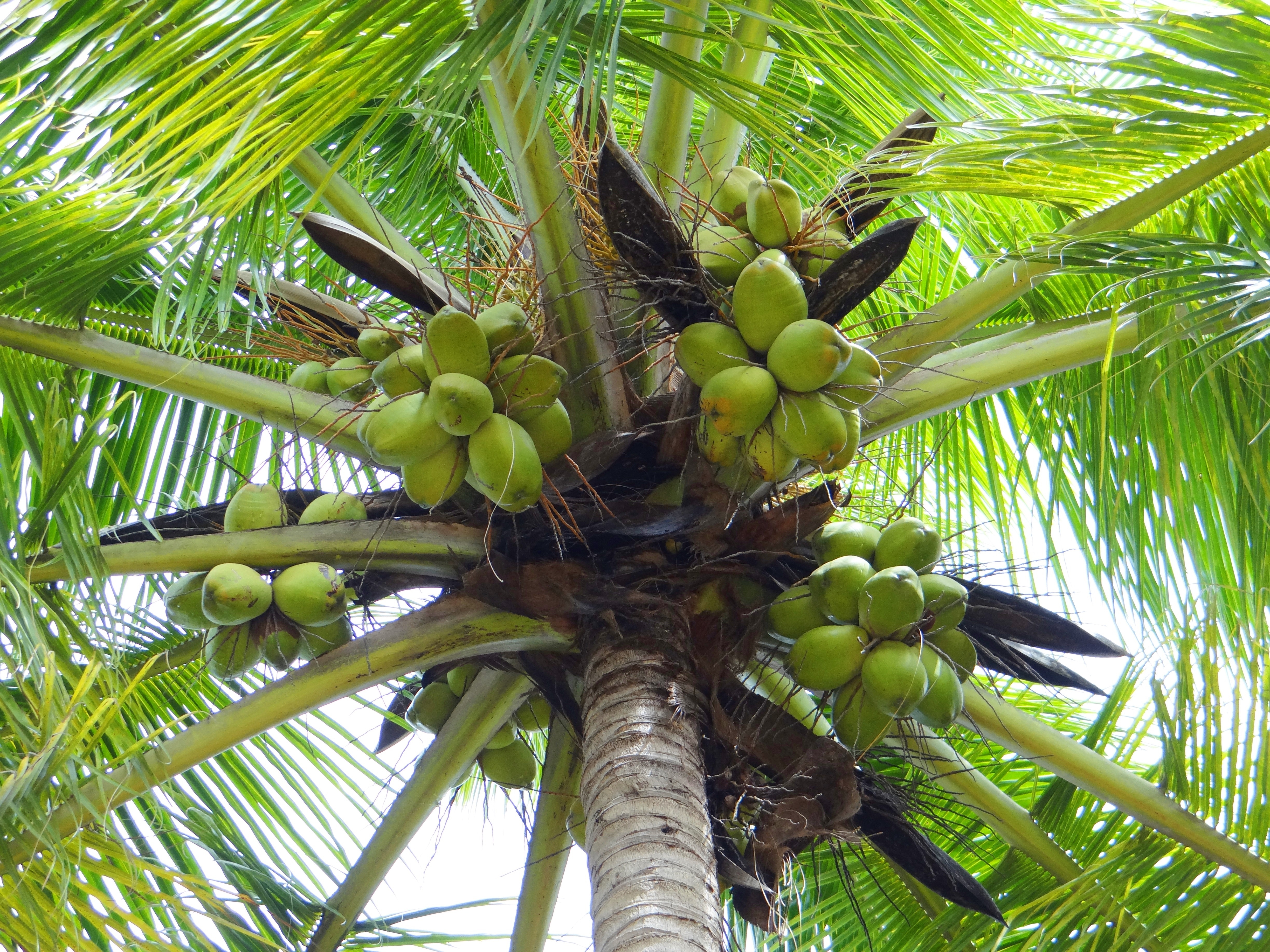 green coconut palm tree free image | Peakpx