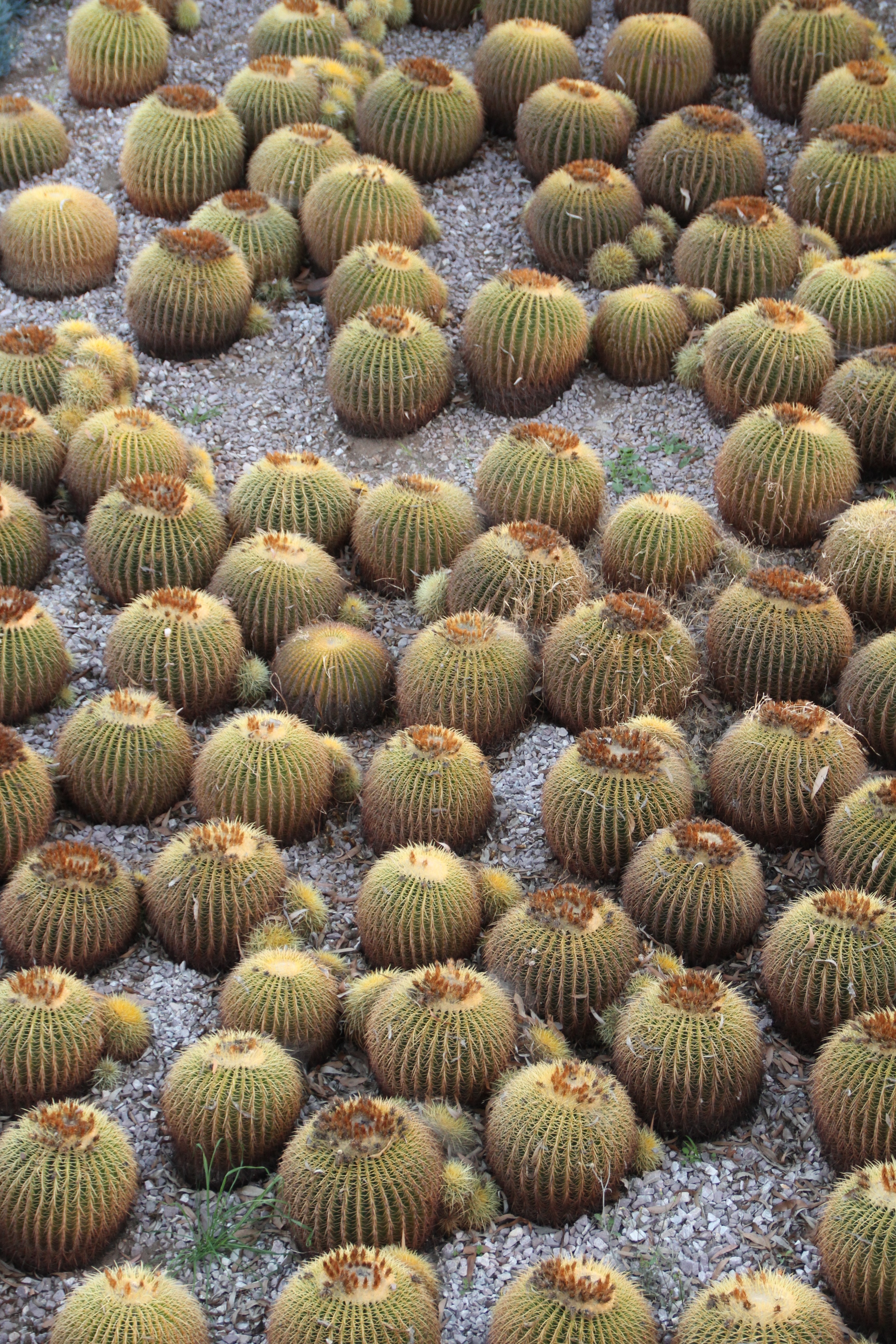 cactus lot