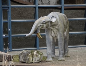 white and gray elephant statue thumbnail
